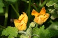 Fresh zucchini flowers. Royalty Free Stock Photo