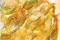 Fresh zucchini flowers Royalty Free Stock Photo