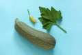 Fresh zucchini with green leaf and flower on blue background. Concept Organic squash vegetable. Copy space Top view Flat lay Royalty Free Stock Photo