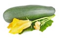 Fresh zucchini with green leaves and flower Royalty Free Stock Photo