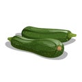 Fresh zucchini group in cartoon style. Vector illustration of farm fresh vegetable. Organic food isolated on white Royalty Free Stock Photo