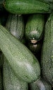 Fresh zucchini organic in season