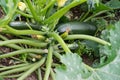 fresh zucchini plant