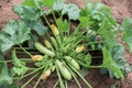 Zucchini plant in a garden Royalty Free Stock Photo