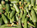 Fresh Zucchinis