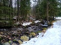 Freshet river coming down the rocks in the snowy forest during the spring season