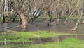 Freshet with trees staying in the water and blurry people far away on background