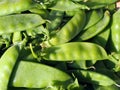 Freshley harvested green snow peas