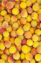 Freshly assembled ripe red-yellow apricots closeup. Full frame background