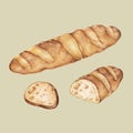 Freshly baked baguette hand-drawn illustration