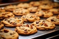 Freshly Baked Chocolate Chip Cookies on a Tray Royalty Free Stock Photo