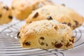 Freshly baked fruit scones on a cooling rack. Royalty Free Stock Photo