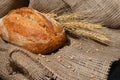Freshly baked homemade bread with ears and grains of wheat on a dark concrete background Royalty Free Stock Photo