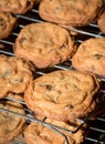 Freshly baked homemade chocolate chip cookies cooling on metal racks Royalty Free Stock Photo