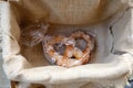 Freshly baked Traditional homemade Vyborg Pretzel viipurinrinkeli with sesame seeds and sea salt. German beer appetizer Royalty Free Stock Photo