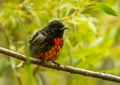 Freshly Bathed Painted Redstart