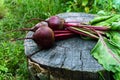 Freshly beets on an old tree stump Royalty Free Stock Photo