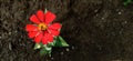 Freshly blooming red zinnia flowers photo from above Royalty Free Stock Photo