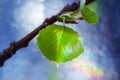 Freshly blossomed leaves on a tree branch.