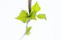 Freshly blossomed leaves on a tree branch.