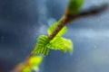 Freshly blossomed leaves on a tree branch.