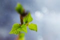 Freshly blossomed leaves on a tree branch.