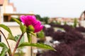 A freshly blossomed peony flower