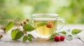 Freshly Brewed Raspberry Leaf Tea in Glass Cup with Fresh Red Raspberries on Rustic Wooden Table Royalty Free Stock Photo