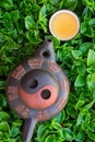 Freshly Brewed Tea in Ceramic Cup Pot on Green Foliage Background. Chinese Japanese Asian Cuisine. Healthy Drinks Detox Wellness