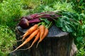 Freshly carrots and beets on an old tree stump
