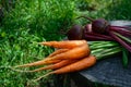 Freshly carrots and beets on an old tree stump