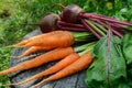 Freshly carrots and beets on an old tree stump. Royalty Free Stock Photo