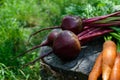 Freshly carrots and beets on an old tree stump