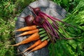 Freshly carrots and beets on an old tree stump. Royalty Free Stock Photo