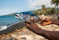 Freshly caught Albacore tuna on the hands of a local fisherman. Royalty Free Stock Photo