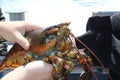 An American Lobster Creating Bubbles from its Mouth