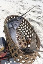 Freshly caught big marlin fish in a straw basket on a motorbike on the beach of Zanzibar Island, Tanzania, Africa, close up Royalty Free Stock Photo