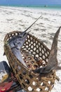 Freshly caught big marlin fish in a straw basket on a motorbike on the beach of Zanzibar Island, Tanzania, Africa, close up Royalty Free Stock Photo