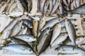 Freshly caught bogue or Boops boops, gopa fishes in the box on the counter at the greek fish market.