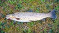 Brown Trout laying on grass. Royalty Free Stock Photo