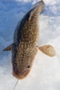 Freshly caught burbot (Lota lota) Royalty Free Stock Photo