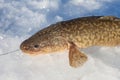 Freshly caught burbot (Lota lota) Royalty Free Stock Photo