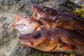 Freshly caught cods on a rock