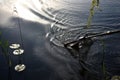 Freshly caught Common bream. Fish in a fishing net,