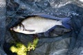 Freshly caught Common bream. Fish in a fishing net,