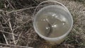 Freshly caught crucians in a plastic transparent bucket