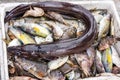 Freshly caught eel like snake fish on sale Royalty Free Stock Photo