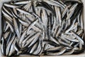 Freshly caught Europian anchovy fishes or Engraulis encrasicolus on the counter at the greek fish shop.