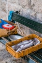 Freshly caught fish in a box Royalty Free Stock Photo
