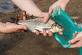 Freshly caught fish bream closeup in the male hands. Royalty Free Stock Photo